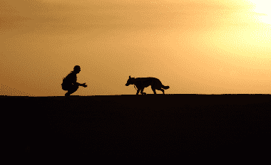 soldier-dog